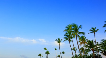 Palm trees and blue sky, tropical sunshine in the Caribbean.の写真素材