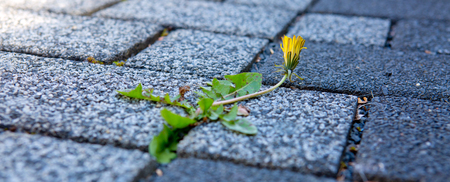 Dandelions on the ground between stones.の写真素材