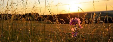Wild mallow flowers on a sunset background.の写真素材