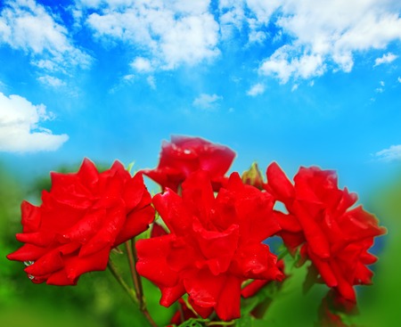 Red Roses and blue sky..の写真素材