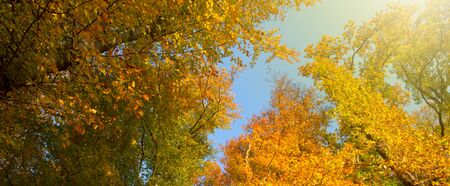 Autumn background with yellow leaves.
