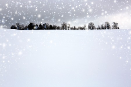 Trees with snow ,Christmas background.