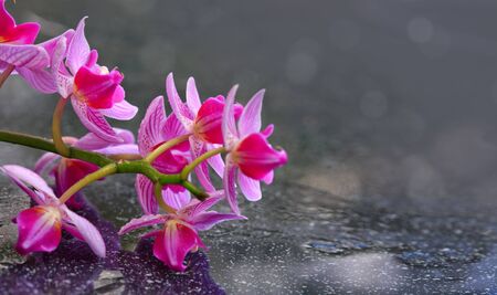 Pink orchid with water drops.の写真素材