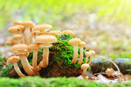 Beautiful mushrooms in the moss.の写真素材
