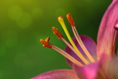 Lily flower isolated on a green .の写真素材