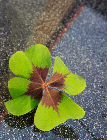 Lucky fresh green four leaf clover on gray background.