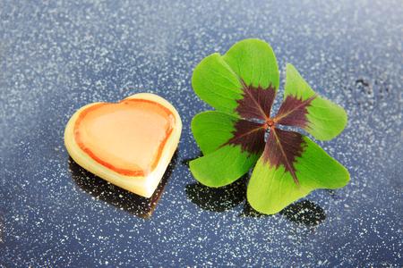Lucky fresh green four leaf clover on gray background.の写真素材