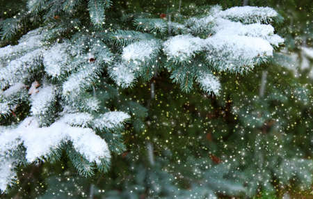 Pine branches covered with white snow.
