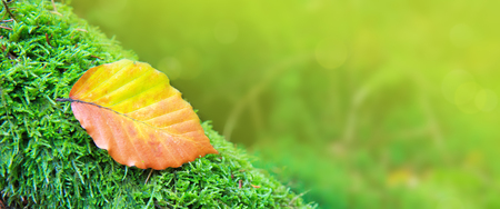 Autumn leaf on green moss.の写真素材