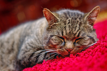 The gray cat sleeps comfortably on a red carpet.の写真素材