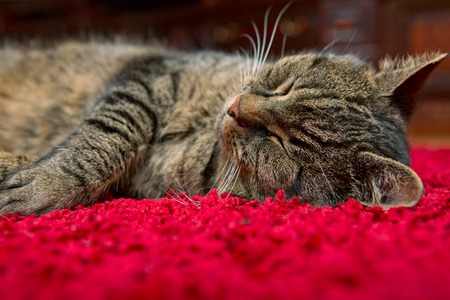 The gray cat sleeps comfortably on a red carpet.の写真素材