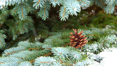 Fir cones on the Fir Branch covered with Snow.