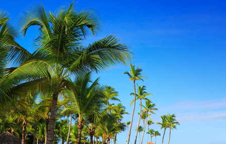 Palm trees and sky, tropical sunshine in the Caribbean.の写真素材