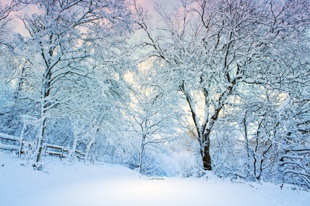 Beautiful winter landscape with snow covered trees .Winter background.の写真素材