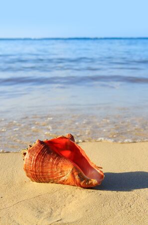 Sea shell on tropical beach.の写真素材