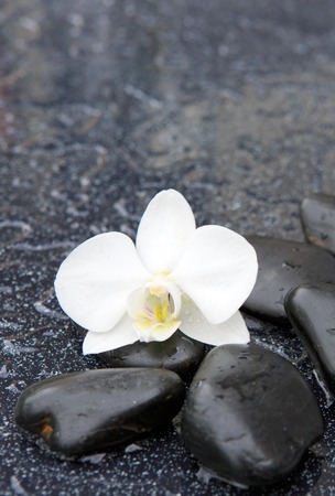 Single white orchid and black stones close up.の写真素材