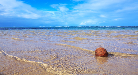 Coconut on caribbean beach.の写真素材