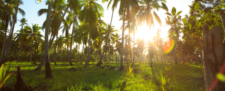 Beautiful tropical sunset with palm trees .の写真素材