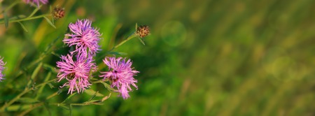 Wild mallow flowers isolated.
