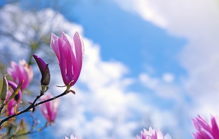 Magnolia flowers on blue sky background.の写真素材