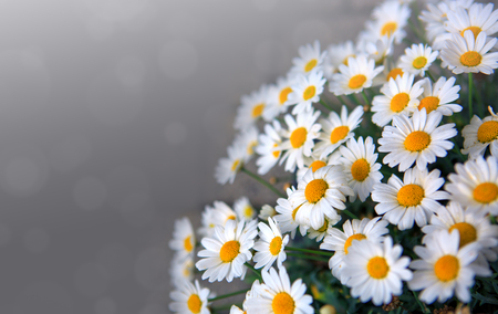 White daisies flowers in bright sun light.の写真素材