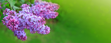 Lilac on the green background. Branch with spring lilac flowers.の写真素材
