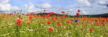 Beautiful poppy field and blue sky.の写真素材