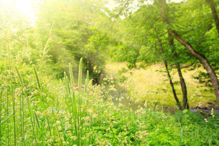 Spring trees in bright sonligt.の写真素材