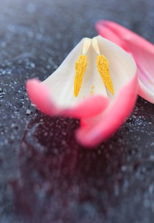 Pink Tulip petals isolated on black background, macro shot.の写真素材