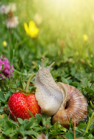 The snail crawls along the strawberry.の写真素材