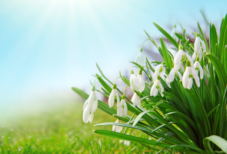 White snowdrop flowers isolated on blue sky.の写真素材