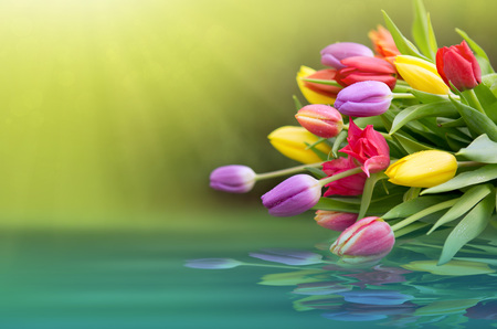 Spring colorful tulips reflected in water.の写真素材