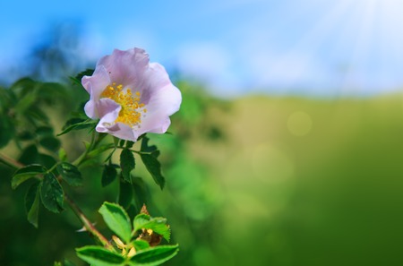 Sunlight on pink wild rose.の写真素材