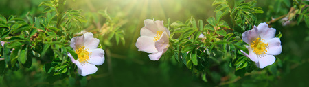 Sunlight on pink wild roses.の写真素材