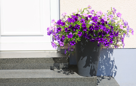 Purple Petunia Flowers in gray flowerpot.の写真素材