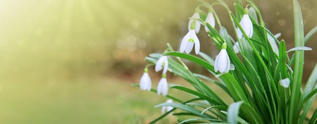 White snowdrop flowers background.の写真素材