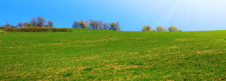 Spring field of grass and flowering trees with blue sky and sunlight.の写真素材