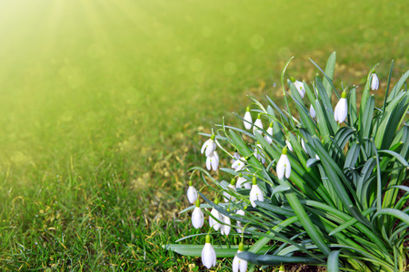 White small flowers in shape of drops under the bright sun. Spring picture.