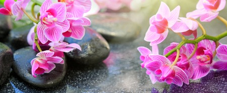 Pink orchid flowers and spa stones with water drops isolated on blur background.の写真素材