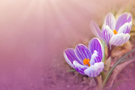 Purple crocuses in spring garden.Easter card.の写真素材