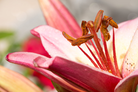 Close up of pink lily and water drops.の写真素材