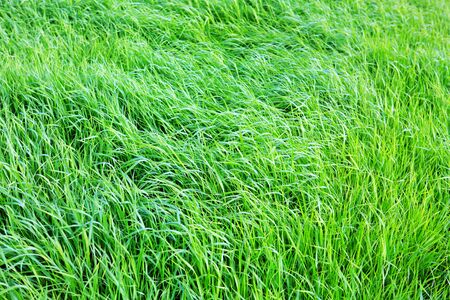 Wild green grass field. Nature meadow background.の写真素材