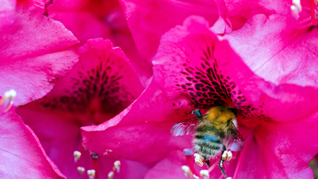 Pink Azaleas flowers and bumblebee.の写真素材
