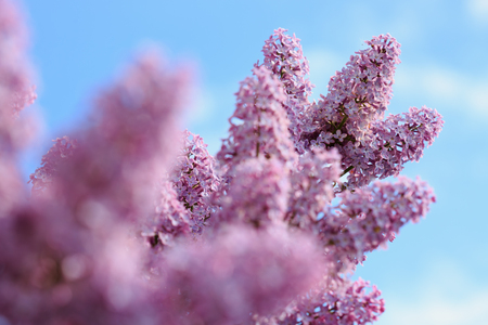 Branch of blossoming lilac isolated on blue sky.の写真素材