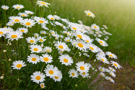 Field with fresh camomiles in green grass. Summer background.の写真素材