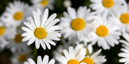 Macro Shot of white daisies in the summer garden.の写真素材