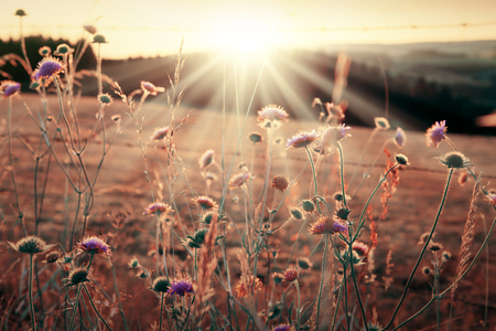 Wild grass in nature on a sunset background.の写真素材