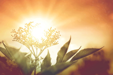 Macro Shot of wild flower in sunset light.の写真素材