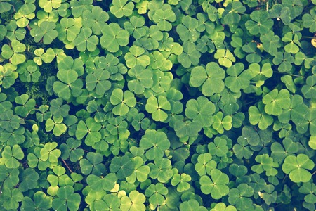 Leaf clover background.