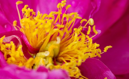 Macro Shot of white daisy flower in sunset light.の写真素材